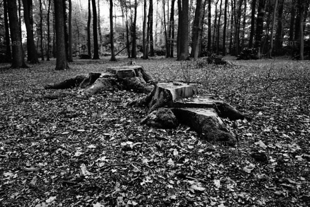 Baum Füße 10 | Füße ohne Baum…