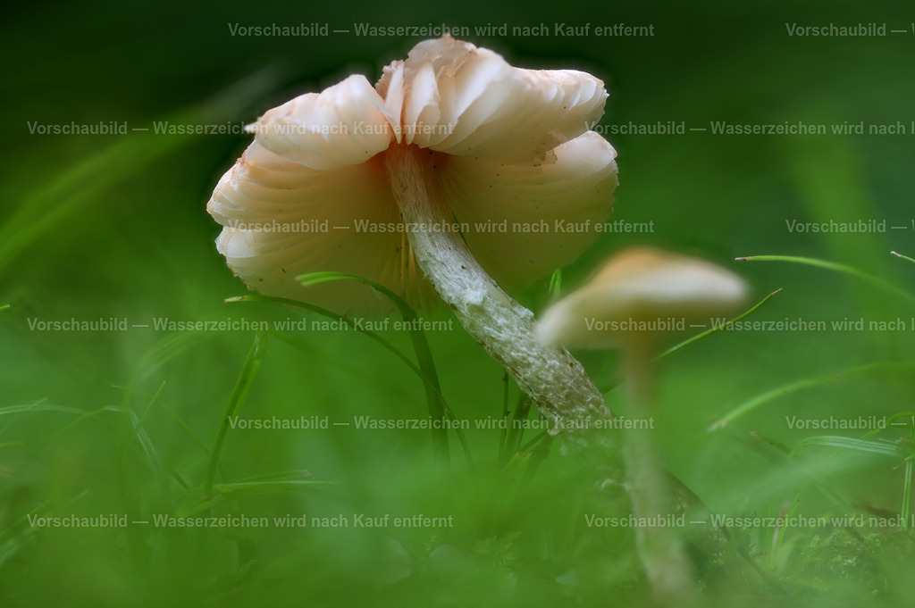 Pilze | Fokussiert auf die zarten Lamellen mit Voder- und Hinterbokeh - Realisiert mit Pictrs.com