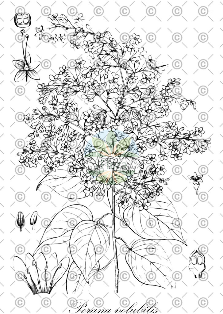 HistAbb_wfo-0000280990_1_ENZY_Simple | Historische Abbildung von Porana volubilis - Convolvulaceae | Historical Illustration of Porana volubilis - Convolvulaceae