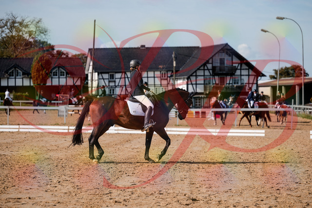 2026_10_03_Siefer-Hof_122835_Z63_48887144 | Professionelle Reitsport-, Turnier- und Eventfotografie von Robert Broda. Galerien mit ausgewählten und bearbeiteten Bildern direkt online ansehen und bestellen.
