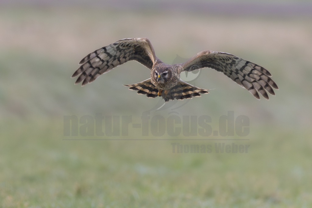R6NF7150_20260125 | Eine weibliche Kornweihe (Circus cyaneus) ist im Flug frontal abgebildet, ihre breiten Flügel sind vollständig ausgebreitet. Die Krallen sind leicht nach unten gerichtet, was auf eine Jagd oder die Vorbereitung einer Landung hindeutet. Der Hintergrund ist eine weich gezeichnete, grüne Wiesenlandschaft. - Realisiert mit Pictrs.com