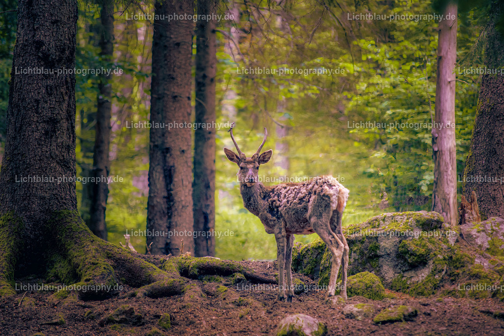 Rotwild / Hirsch | Der Rothirsch (Cervus elaphus) ist eine Art der Echten Hirsche. In der Jägersprache spricht man bei der Bezeichnung von mehreren Tieren vom Rotwild. Wie bei den meisten anderen Vertretern der Hirsche bildet nur das männliche Tier jährlich ein Geweih aus. Im mitteleuropäischen Raum ist der Rothirsch eines der größten freilebenden Wildtiere und kommt hier fast nur noch in Waldbiotopen vor. Ursprünglich war er Bewohner offener und halboffener Landschaften. - Realisiert mit Pictrs.com