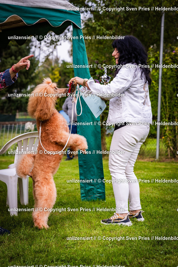 Sven Pries | 2024-09-22 - Hunderennen Baden-BadenPudelverein - Realisiert mit Pictrs.com