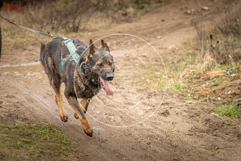 DV3A1628 | Hundefotografie, Tierfotograf, Pfotenfotografie, Fotoshooting Hund, Hunde Portrait, Hundesport, Hundeportraits, Heideshooting, Hunde, Sportfotograf, Hundefotograf, Turnierhundsport, THS,  - Realisiert mit Pictrs.com