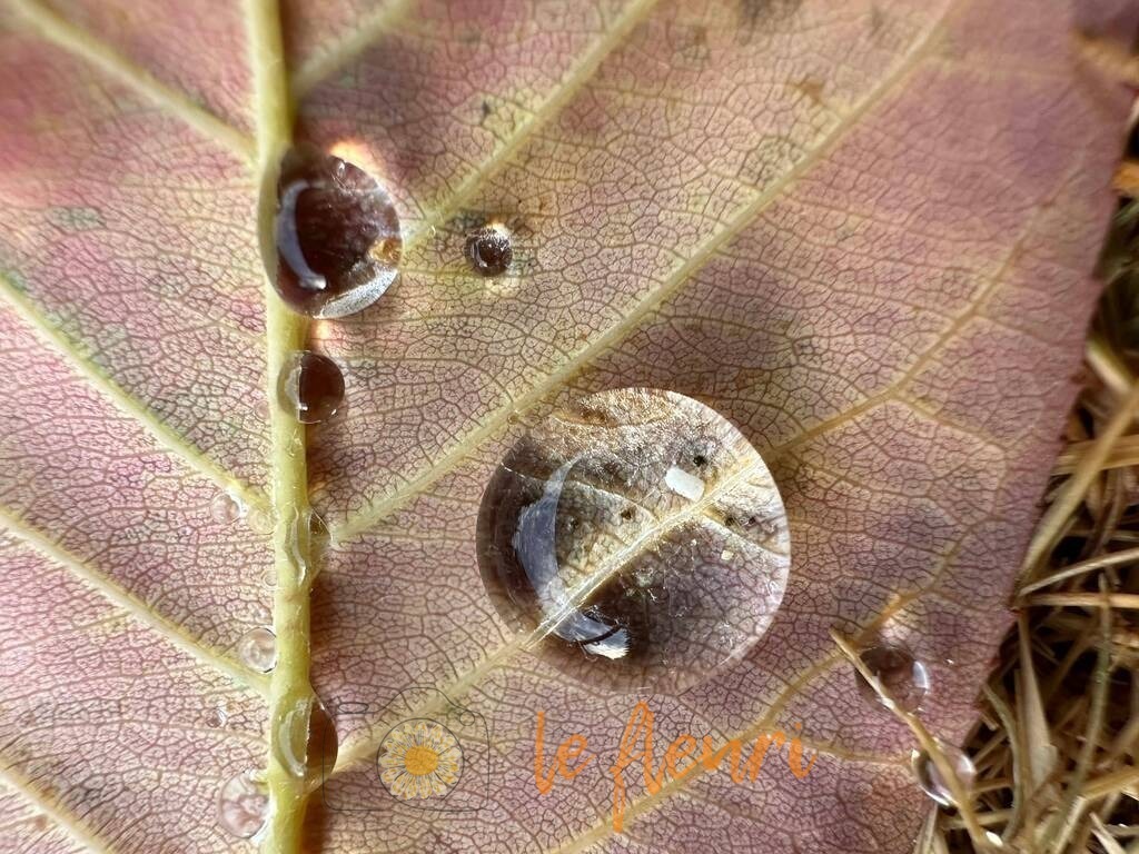 Blatt mit Tropfen | Dies ist der Shop von Florian Blum - le fleuri. Langenthal, Bern, Schweiz. Sie können hier meine oder ihre eigenen Fotos als Fotoprodukte kaufen. Tassen, Schlüsselanhänger, Taschen etc. können Sie hier gestalten.  - Realisiert mit Pictrs.com