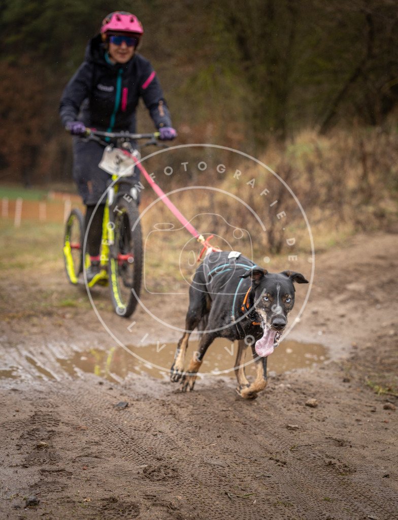 DV3A9493 | Hundefotografie, Tierfotograf, Pfotenfotografie, Fotoshooting Hund, Hunde Portrait, Hundesport, Hundeportraits, Heideshooting, Hunde, Sportfotograf, Hundefotograf, Turnierhundsport, THS,  - Realisiert mit Pictrs.com