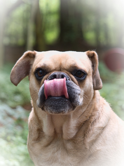 Hannah Schlapper hochkant | Bulldogge Hannah Porträt hochkant