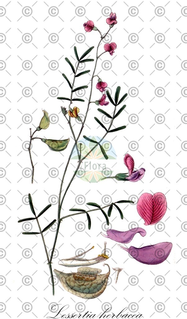 HistAbb_wfo-0000060217_1_ENZY_Simple | Historische Abbildung von Lessertia herbacea - Fabaceae | Historical Illustration of Lessertia herbacea - Fabaceae