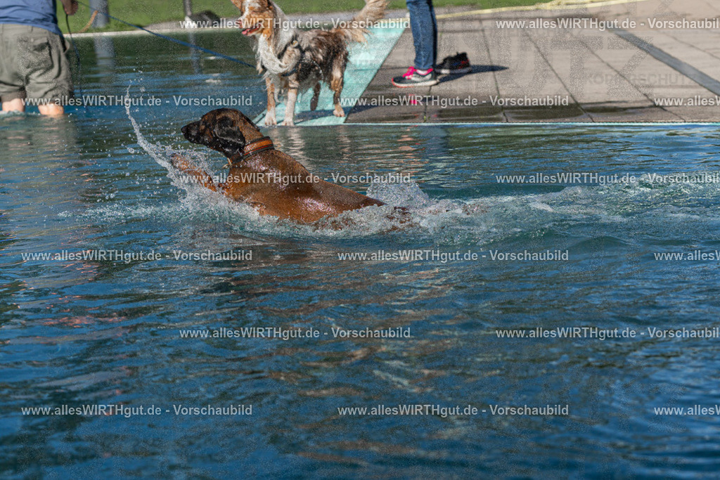Hundeschwimmen_Volksbad_2026-allesWIRTHgut_Tierfotografie-2609061028-FAY05905 | Professionelle Tierfotografie in Mönchengladbach von Daniel Wirth (allesWIRTHgut). Liebevolle & natürliche Bilder von Hunden & Katzen für unvergessliche Erinnerungen.