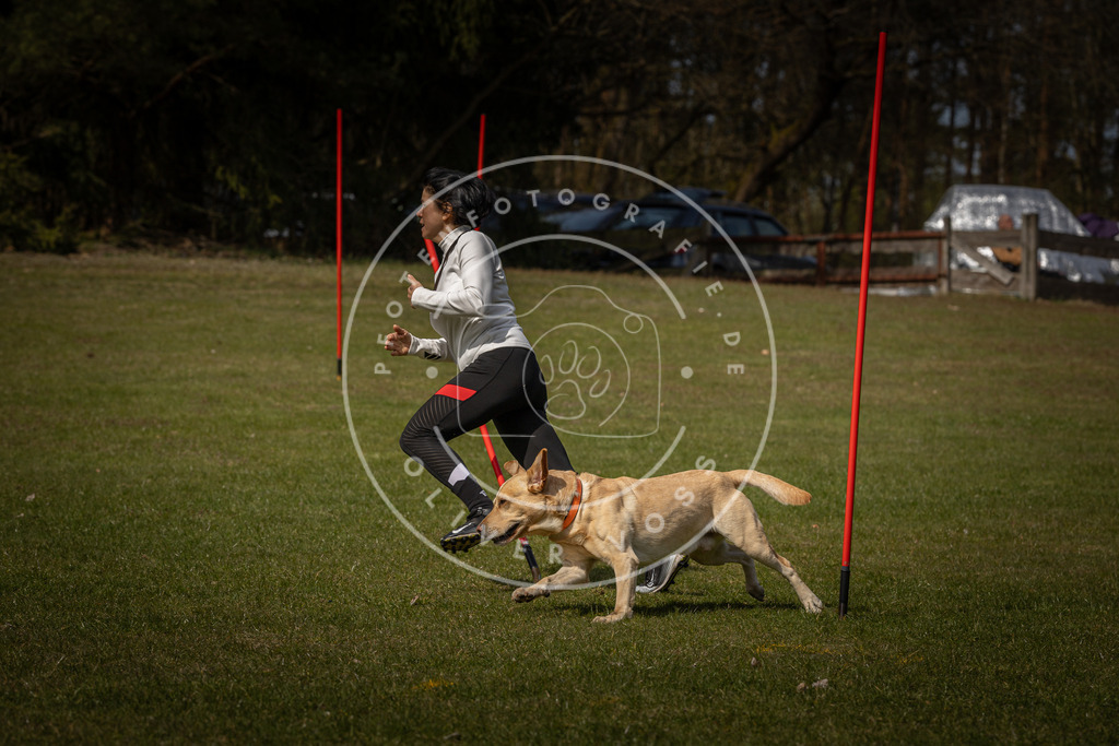 Pfotenfotografie_DV3A4403 | Hundefotografie, Tierfotograf, Pfotenfotografie, Fotoshooting Hund, Hunde Portrait, Hundesport, Hundeportraits, Heideshooting, Hunde, Sportfotograf, Hundefotograf, Turnierhundsport, THS,  - Realisiert mit Pictrs.com