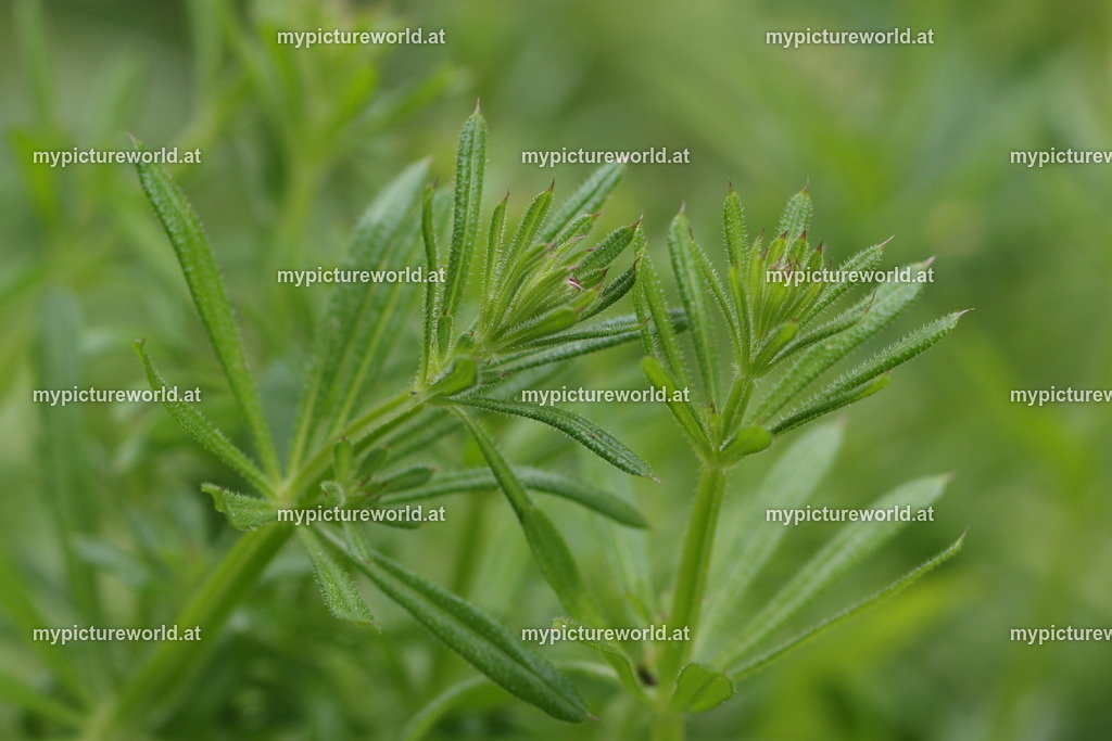 Kletten-Labkraut-001 | Das Bilderarchiv über Tiere, Planzen und Landschaften. In der Bilddatenbank finden Sie ein große Auswahl an hochwertigen Bilder für Ihre Werbung - Realisiert mit Pictrs.com