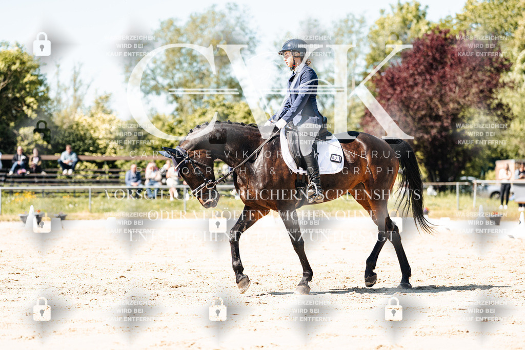 CK905365 | Turnierfotografie Pferdefotografie Trier Rheinland-Pfalz Pferdesport Reitsport Tierfotografie Sportfotografie Pferdevideo Pferdevideografie Equestrianvideography equestrianphotography  - Realisiert mit Pictrs.com