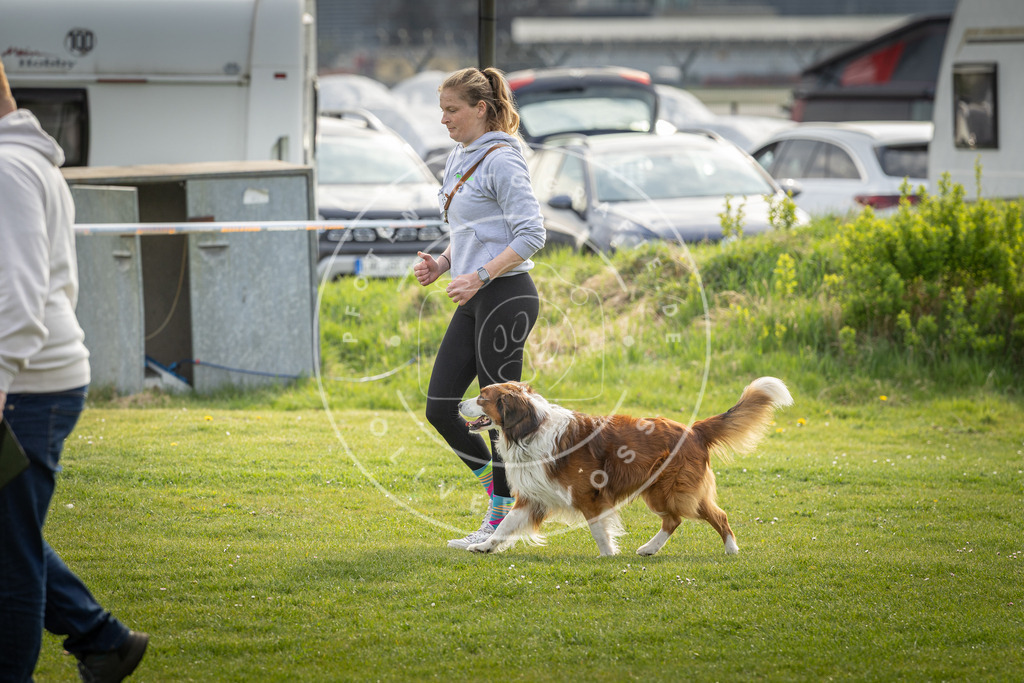 Pfotenfotografie_DV3A4951 | Hundefotografie, Tierfotograf, Pfotenfotografie, Fotoshooting Hund, Hunde Portrait, Hundesport, Hundeportraits, Heideshooting, Hunde, Sportfotograf, Hundefotograf, Turnierhundsport, THS,  - Realisiert mit Pictrs.com