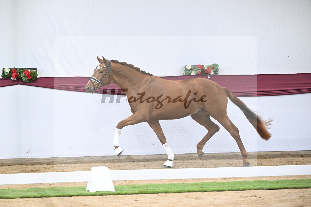 Kat-Nr. 107 Escanto PS x Vitalis_Angelina De Vittorio GmbH u Co. KG_47253425 | hf-fotografie - Realisiert mit Pictrs.com