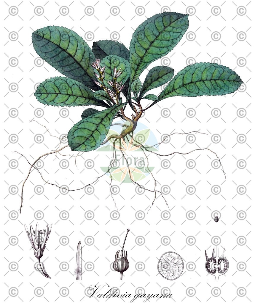 HistAbb_wfo-0000330938_2_ENZY_Simple | Historische Abbildung von Valdivia gayana - Escalloniaceae | Historical Illustration of Valdivia gayana - Escalloniaceae