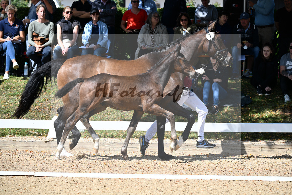Kat-Nr. 7 Bowmore x Don Diamond_HF_Mayer_29250301 | hf-fotografie - Realizzato con Pictrs.com