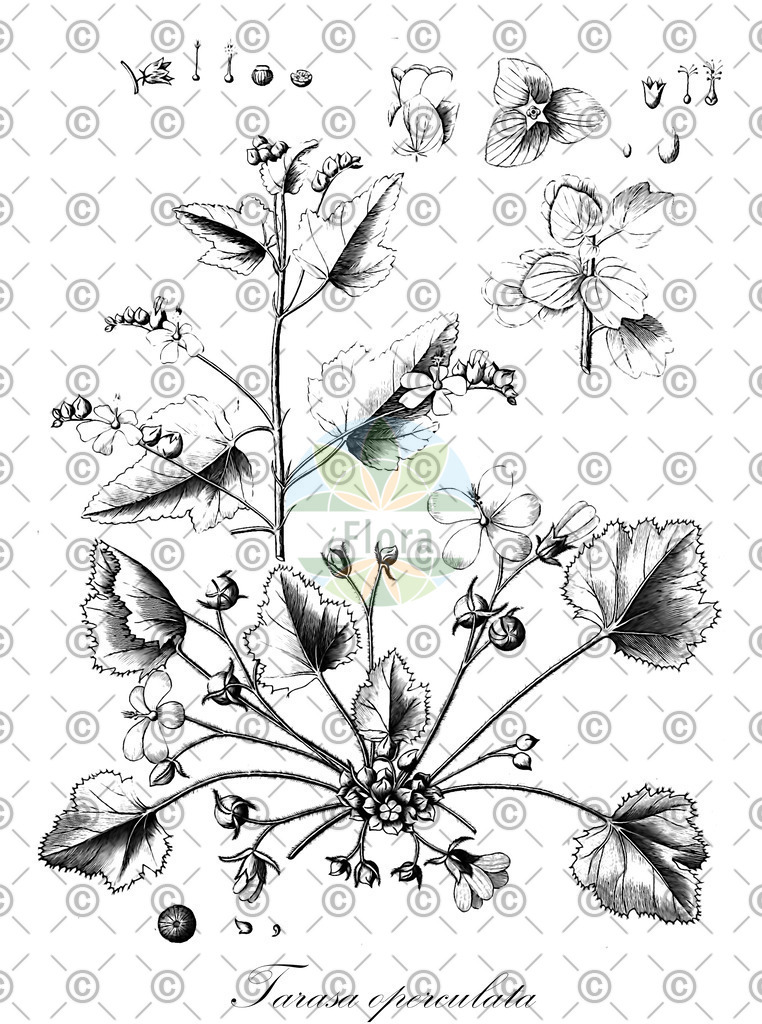 HistAbb_wfo-0000320882_1_ENZY_Simple | Historische Abbildung von Tarasa operculata - Malvaceae | Historical Illustration of Tarasa operculata - Malvaceae