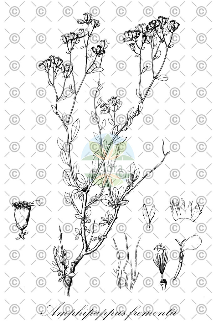 HistAbb_wfo-0000005483_1_ENZY_Simple | Historische Abbildung von Amphipappus fremontii - Asteraceae | Historical Illustration of Amphipappus fremontii - Asteraceae