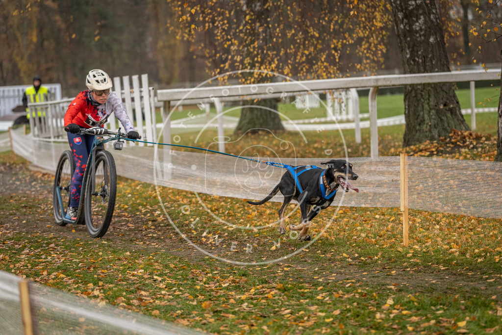 CaniXpix_DV3A8401 | Hundefotografie, Tierfotograf, Pfotenfotografie, Fotoshooting Hund, Hunde Portrait, Hundesport, Hundeportraits, Heideshooting, Hunde, Sportfotograf, Hundefotograf, Turnierhundsport, THS,  - Realisiert mit Pictrs.com