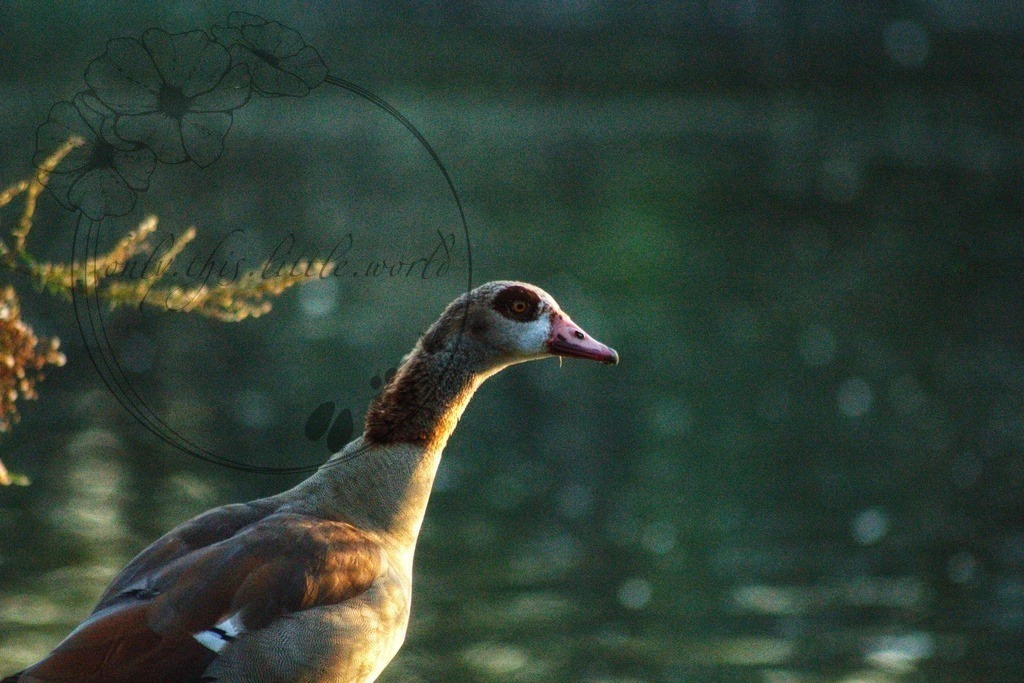 IMG_6751-01 | only.this.little.world - Realisiert mit Pictrs.com