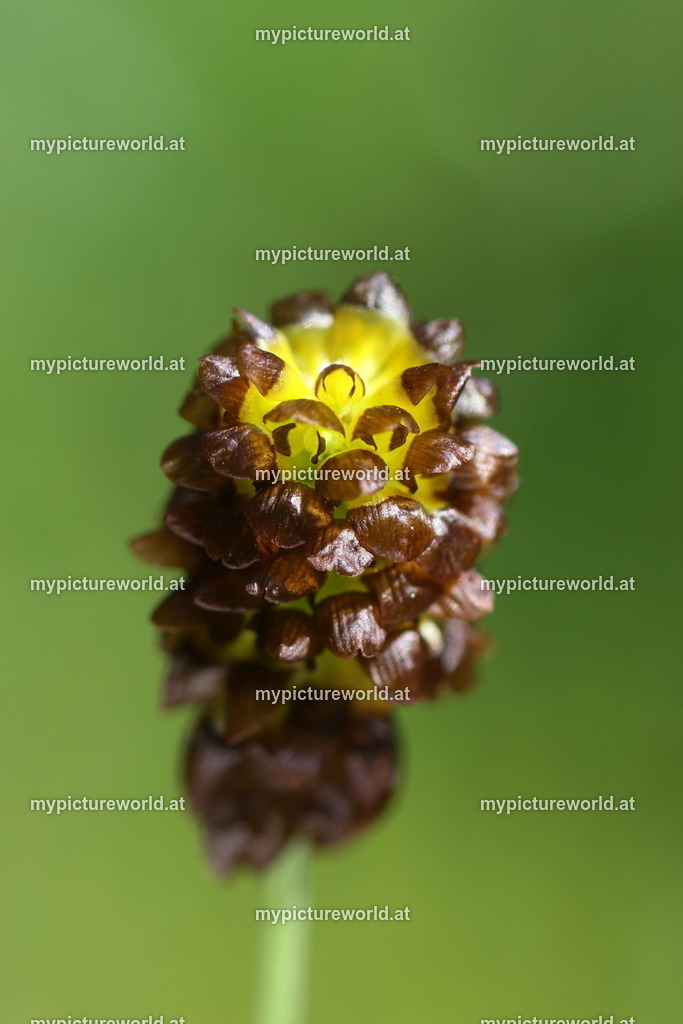 Moor-Klee-001 | Das Bilderarchiv über Tiere, Planzen und Landschaften. In der Bilddatenbank finden Sie ein große Auswahl an hochwertigen Bilder für Ihre Werbung - Realized with Pictrs.com