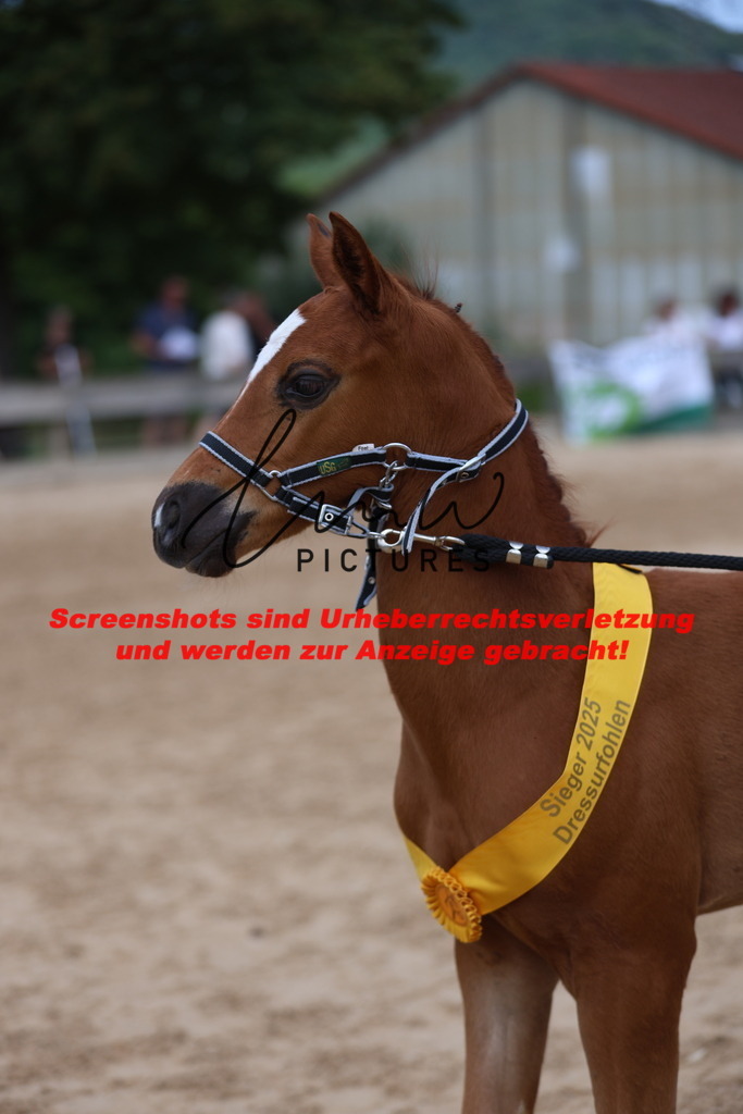 Fohlenschau_Schwäbisch_Hall_dressurbetonte_Fohlen_SIEGERFOHLEN_KN 4_14 | lmwpictures - Realisiert mit Pictrs.com
