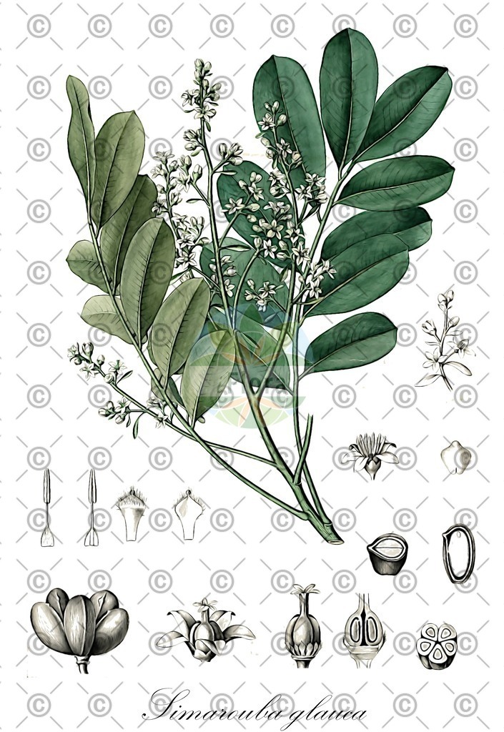 HistAbb_wfo-1000024732_1_ENZY_Simple | Historische Abbildung von Simarouba glauca - Simaroubaceae | Historical Illustration of Simarouba glauca - Simaroubaceae