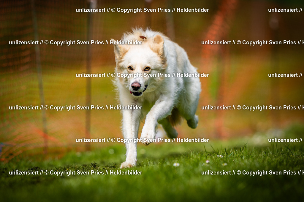 Sven Pries | 2025-04-13 - Hunderennen Baden-Baden - Realisiert mit Pictrs.com