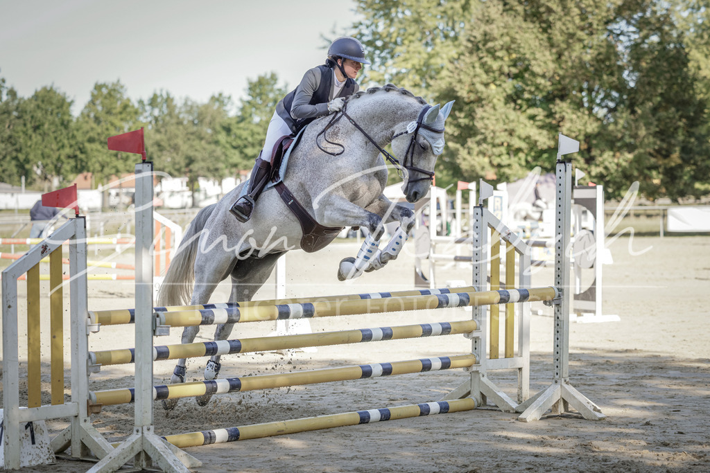 20250906-_3LI3237 | Tierfotografie Pferde, Hunde, Katzen, Haustiere.
Turnierfotografie Reitturniere, Reiten, Springreiten, Dressur in Hanau, dem Main-Kinzig-Kreis und dem Rhein-Main- Gebiet um Frankfurt