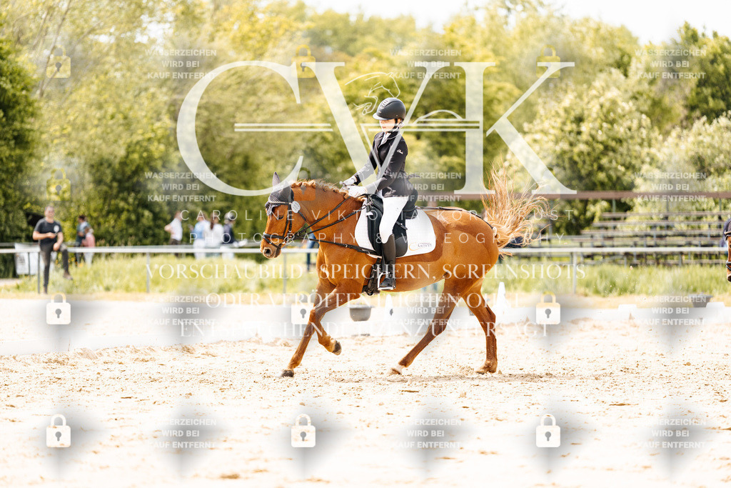 CK902363 | Turnierfotografie Pferdefotografie Trier Rheinland-Pfalz Pferdesport Reitsport Tierfotografie Sportfotografie Pferdevideo Pferdevideografie Equestrianvideography equestrianphotography  - Realisiert mit Pictrs.com