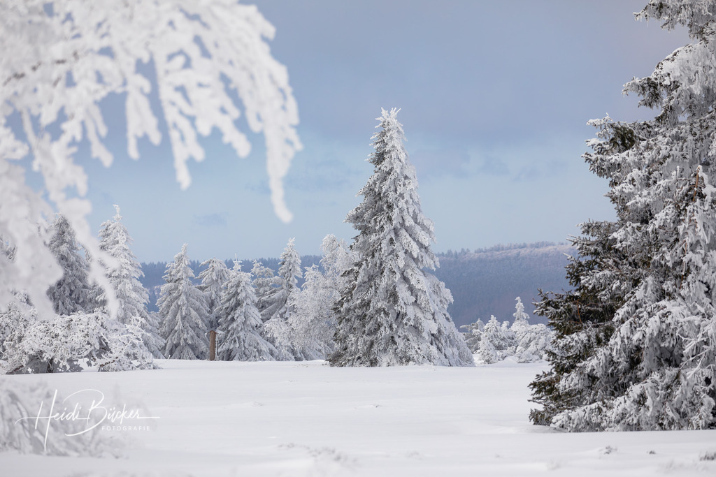 Schneebedeckte Tannen auf dem Kahlen Asten | Schneebedeckte Tannen und Birken auf dem Kahlen Asten bei Winterberg - Realisiert mit Pictrs.com