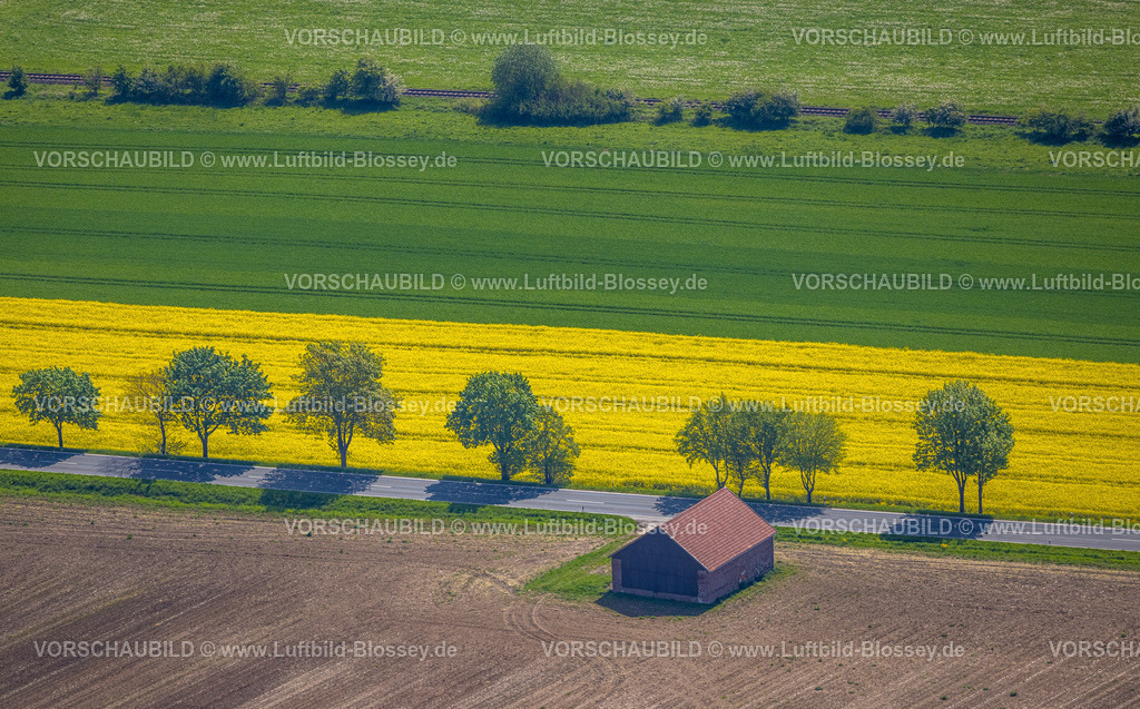 Brilon240503538 | Luftbild, Straße mit Baumallee und Rapsfeld, Hütte auf einem Feld, Nehdener Weg, Formen und Farben, Brilon, Sauerland, Nordrhein-Westfalen, Deutschland