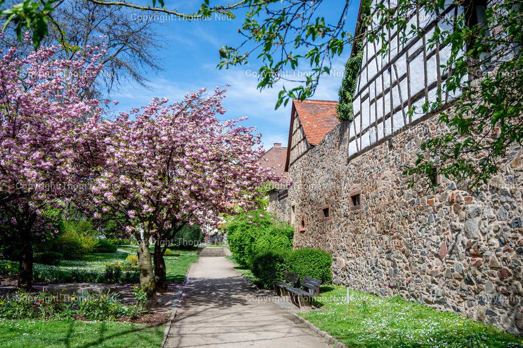 DSC_3819 | Zwingenberg, die älteste Stadt an der Bergstraße,hier der Stadtpark in Frühlingslaune mit blühenden Ziehkirschen, , Stadtmauer, Wege , Bild: Thomas Neu