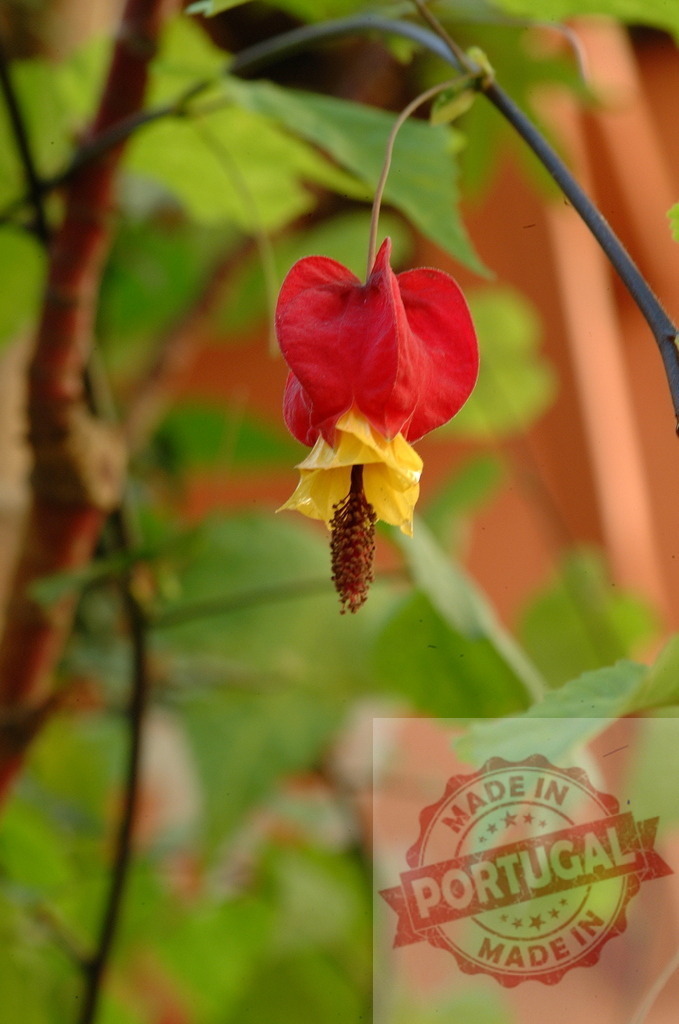 Redvein Abutilon hanging from a thin branch, illuminating the garden | Redvein Abutilon flower with red and yellow petals hanging from a thin branch of its plant - Realized with Pictrs.com
