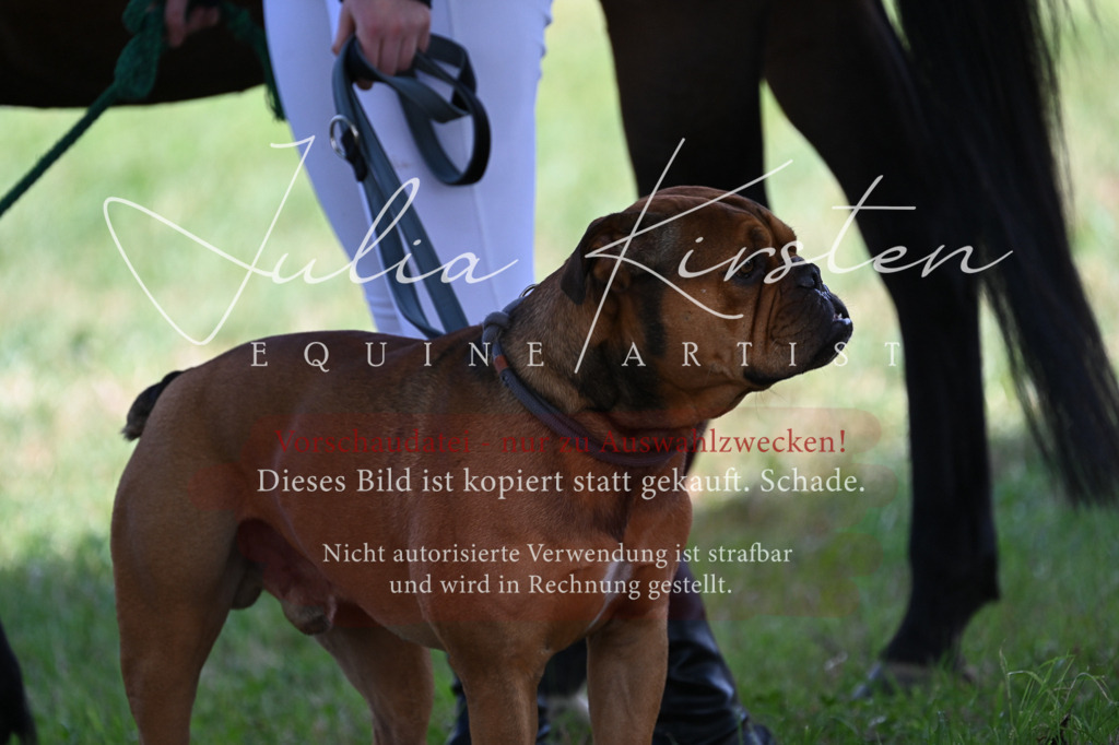 DSC_8652 | Pferde- und Turnierfotografie in Westsachsen. Pferdeportraits, Auftragszeichnungen und intuitive Kunst.