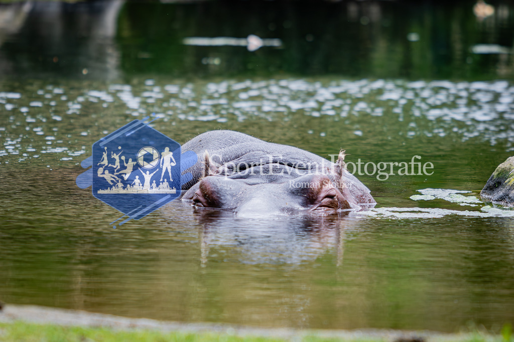 IMG_6164 | SportEventFotografie - Roman Stoiber