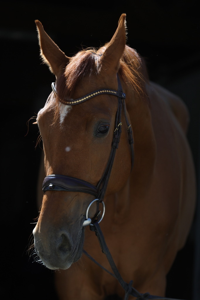0P6A8926 | Willkommen bei Brunnmayr - Design & Fotografie – Ihrem Spezialisten für Reitturniere und Pferdeveranstaltungen in Oberösterreich, Salzburg und Bayern! Seit über 17 Jahren sind wir leidenschaftlich dabei.