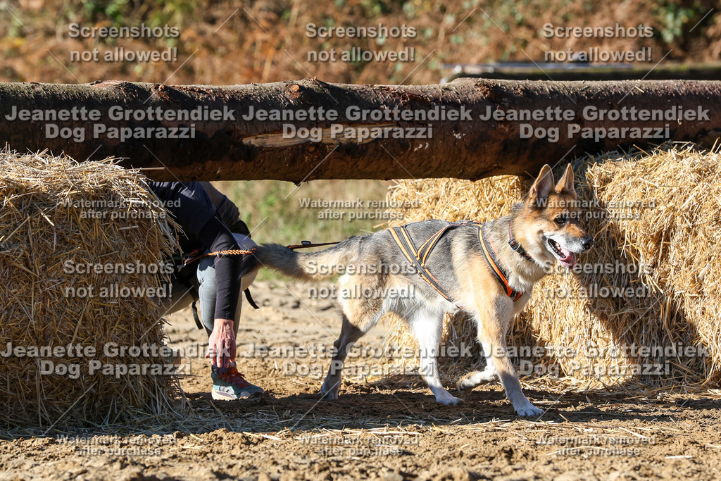Dog Paparazzi - Strongdog 10-25-2410 | Dog Paparazzi Jeanette Grottendiek Fotografie & Videografie - Realisiert mit Pictrs.com