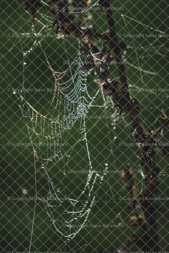 DSC06399 | ikphotography - Realisiert mit Pictrs.com