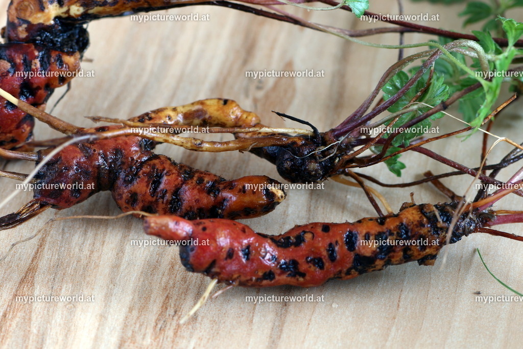 Blutwurz-005 | Das Bilderarchiv über Tiere, Planzen und Landschaften. In der Bilddatenbank finden Sie ein große Auswahl an hochwertigen Bilder für Ihre Werbung - Realisiert mit Pictrs.com