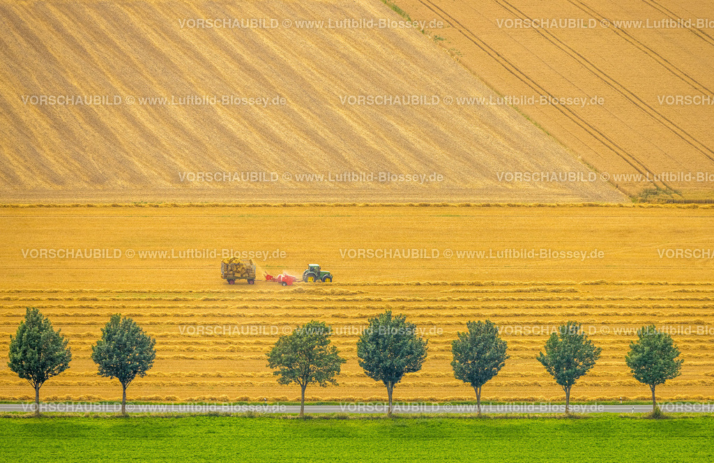 Warstein240713891Oberbergheim | Luftbild, Baumallee am Gewerbegebiet Kalkofen beim Ortsteil Westendorf und Feldarbeit mit Traktor, gelbe landwirtschaftliche Felder, Formen und Farben, Allagen, Warstein, Sauerland, Nordrhein-Westfalen, Deutschland