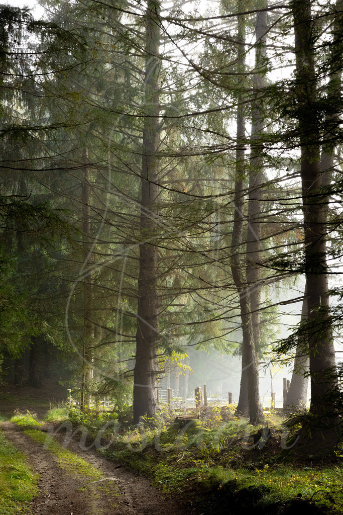 Waldspaziergang | Bei Veröffentlichung des Bildes ist eine Namensnennung wie folgt erforderlich: 
Foto: Mostdirn Irmgard Wieser - Realisiert mit Pictrs.com