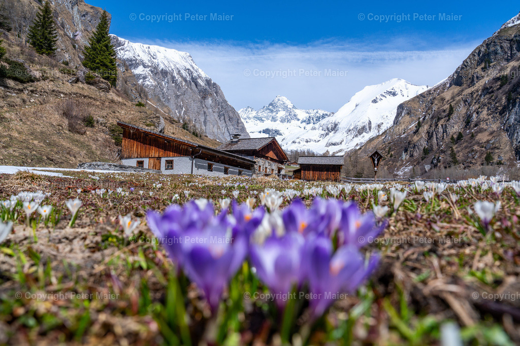 Lucknerhaus_Krokusse_24-3580 | piet_flosse