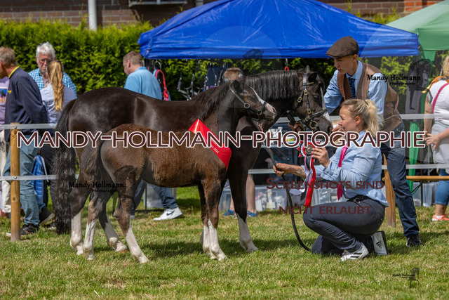 IG WELSH VM 2024-365 | mandyhollmannphotographie