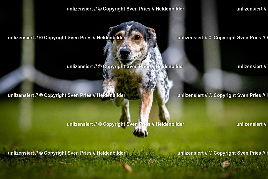 Sven Pries | 2025-10-03 - Hunderennen Obergrombach - Realisiert mit Pictrs.com