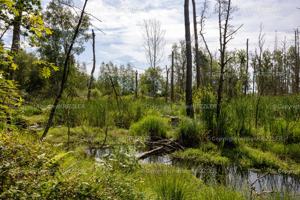 _J3A5391 | medienkrizzler - Realisiert mit Pictrs.com