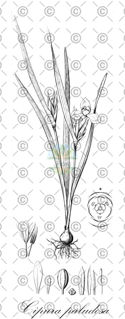 HistAbb_wfo-0001424756_1_ENZY_Simple | Historische Abbildung von Cipura paludosa - Iridaceae | Historical Illustration of Cipura paludosa - Iridaceae