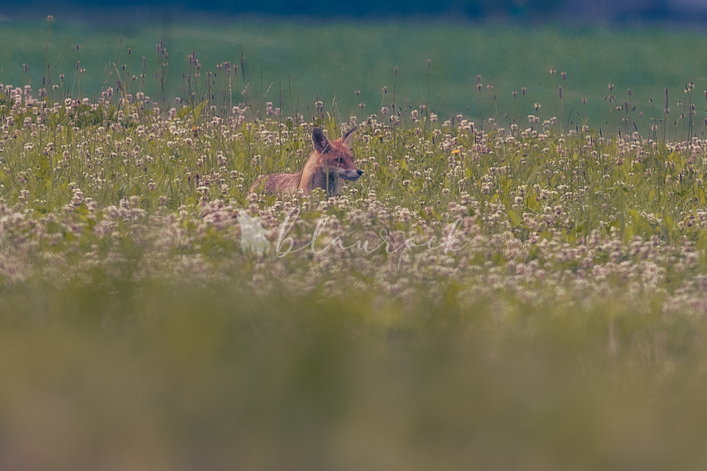 Mäusi-12 | Sportbilder, Sportfotograf, Hochzeits- und Eventfotografin, Flugshows, Portraits und Tiershooting, Aviation, Downhill, Nationalleague, Swissleague, International