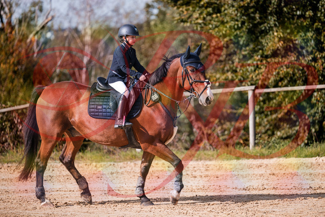 2026_10_03_Siefer-Hof_143729_Z81_06072684 | Professionelle Reitsport-, Turnier- und Eventfotografie von Robert Broda. Galerien mit ausgewählten und bearbeiteten Bildern direkt online ansehen und bestellen.