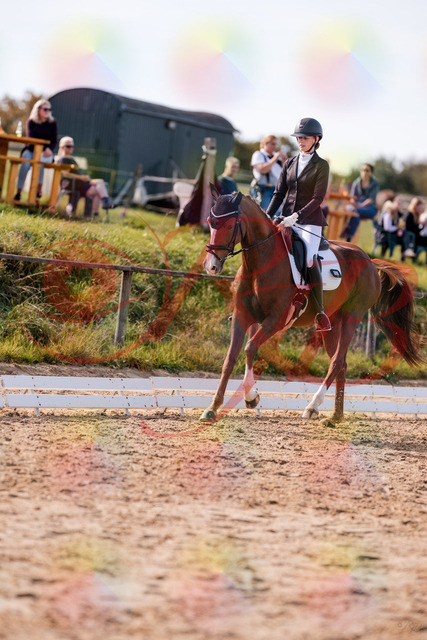 2026_10_03_Siefer-Hof_133124_Z81_85200661 | Professionelle Reitsport-, Turnier- und Eventfotografie von Robert Broda. Galerien mit ausgewählten und bearbeiteten Bildern direkt online ansehen und bestellen.